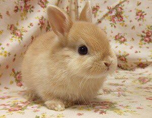 kwittyvy's tweet image. ㅤೃ ✿𓈒    cche1rss.carrd.co   ──  ᕕ( ՞ ᗜ ՞ )ᕗ