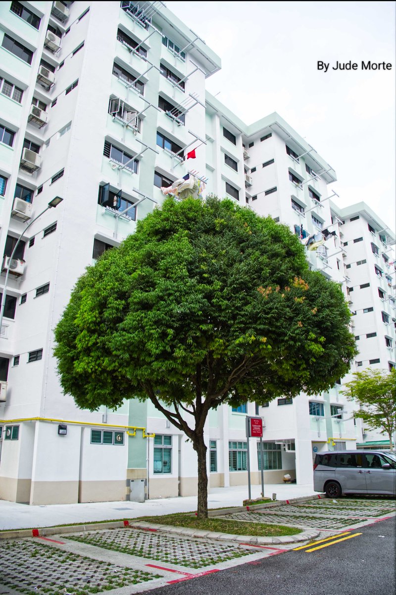 MorteJude's tweet image. From an apartment complex's parking lot in #Singapore 🇸🇬, Toula 😀 ⬇️

#SingleTree #fujifilmxm5