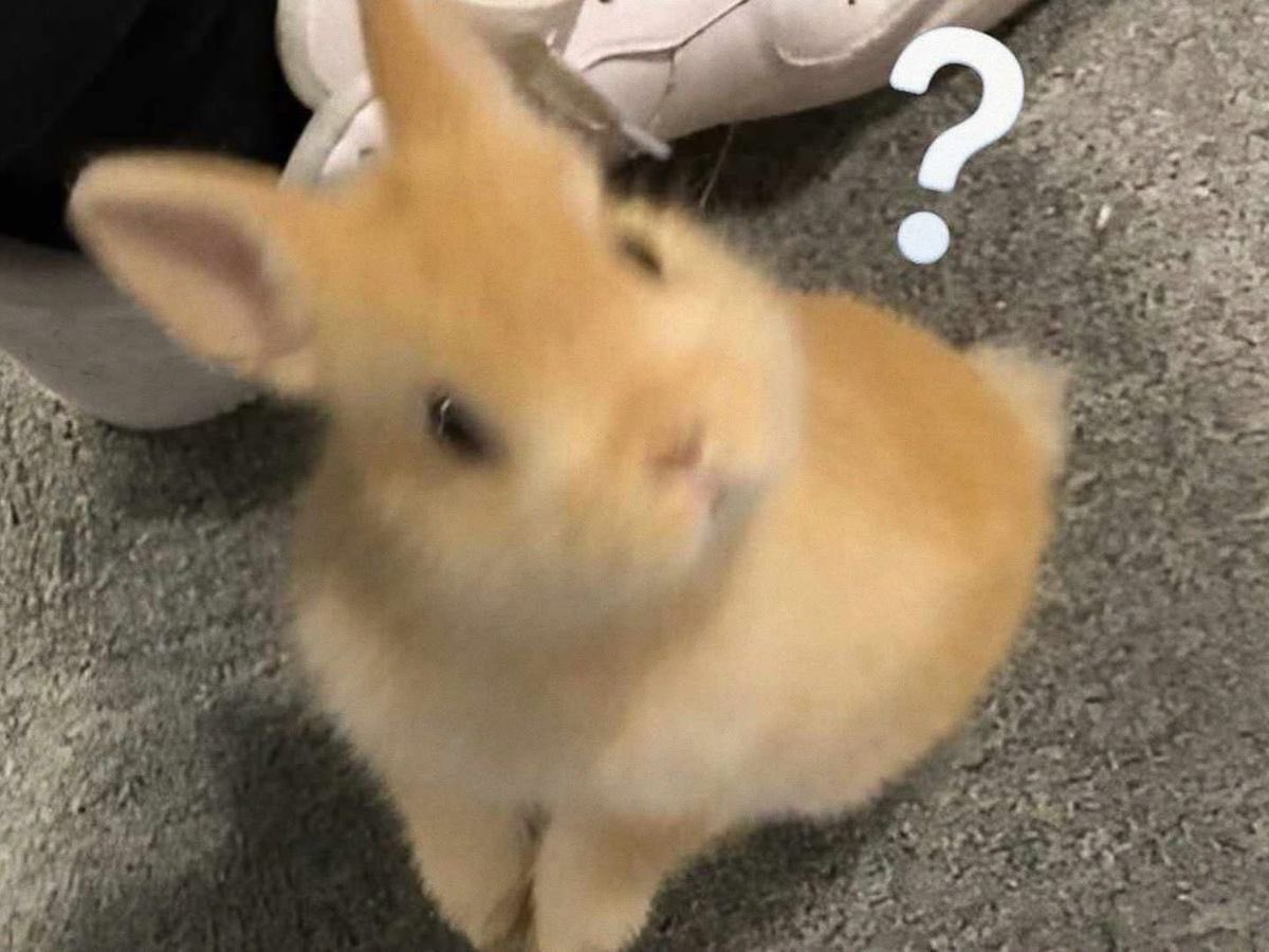 Bunnies's tweet image. 