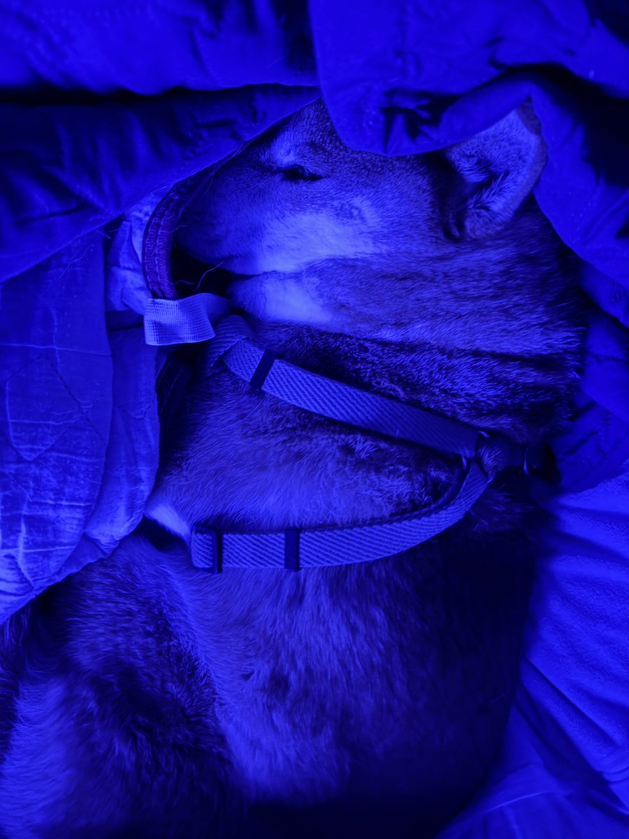 Chicken2Search's tweet image. おはようございます
#柴犬