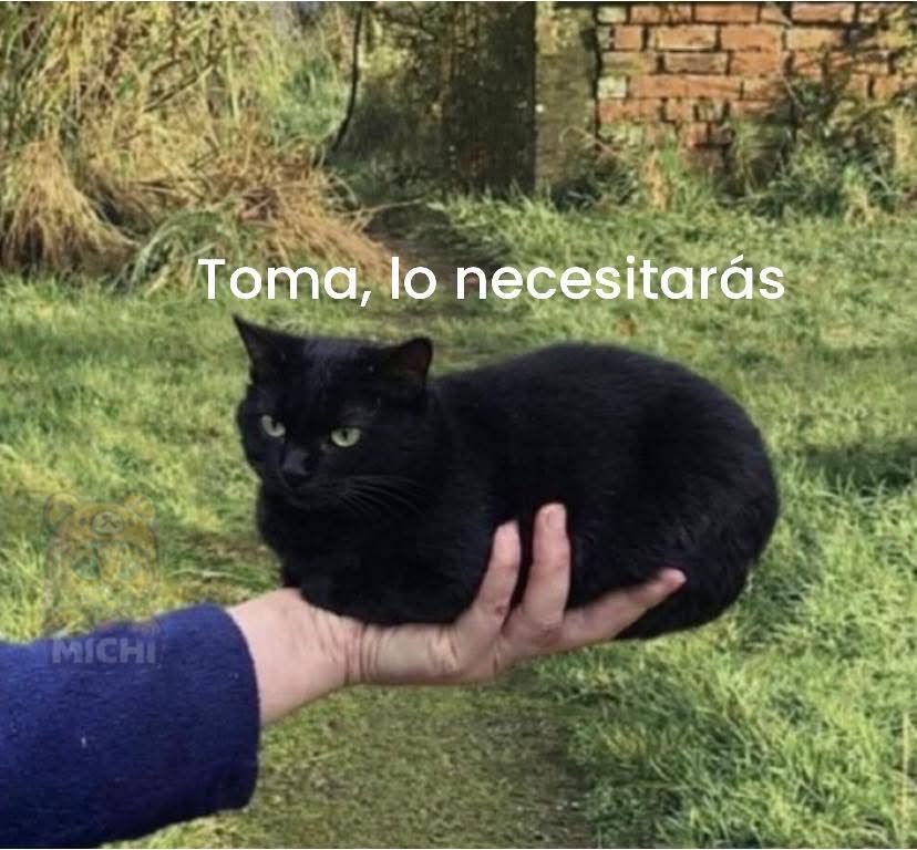 Dilo con gatitoz (@dilocongatitoz) on Twitter photo 