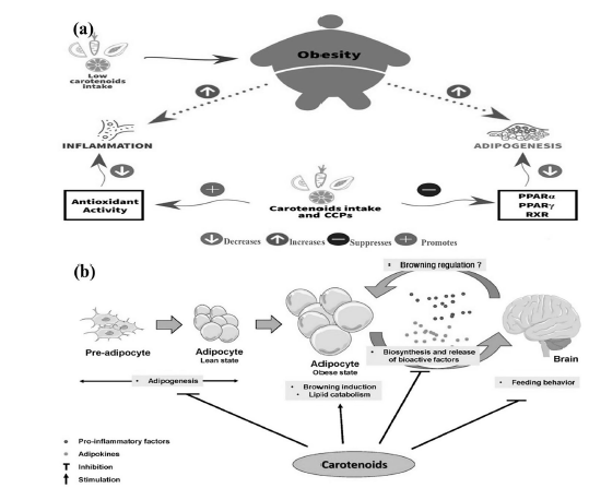 Vitamin A modulates obesity biology. Carotenoids reduce inflammation, influence adipogenesis and adipocyte “browning,” and affect brain‑regulated feeding behavior.
nature.com/articles/s4136…
