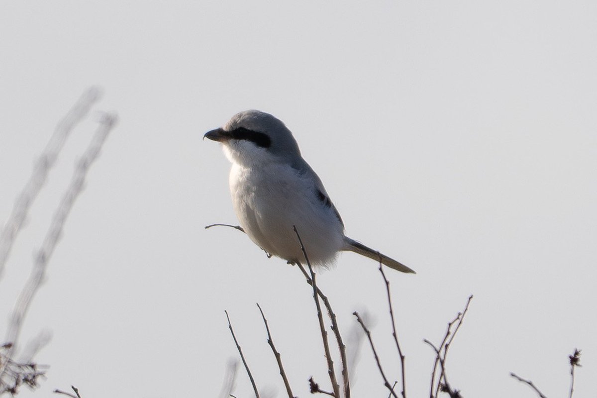 Family trip to Lincoln allowed some birding as usual! Pleased to eventually pick out the very distant Snow Goose amongst a huge flock of Whoopers, and LE Owl at Deeping is always nice, but highlight for me was the GG Shrike at Fillingham!
