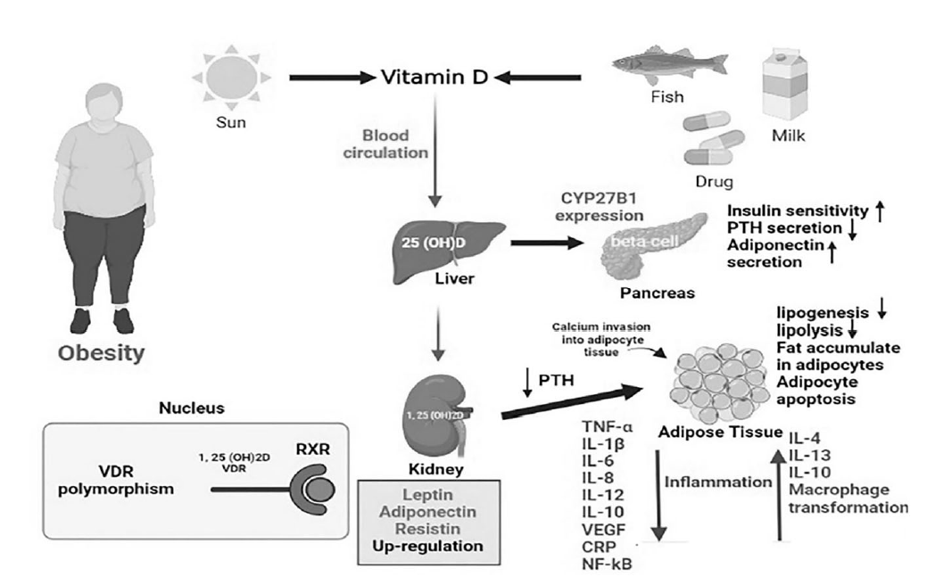 Vitamin D is linked to insulin sensitivity, adipokine secretion, lipolysis vs. fat storage, and inflammatory signaling in adipose tissue. Vitamin D deficiency amplifies metabolic risk.
nature.com/articles/s4136…