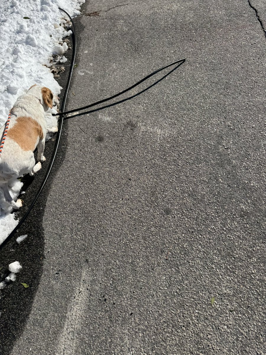 HanSolo #🟦 tweet media