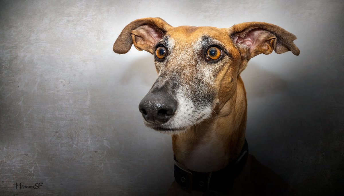 #diamundialdelgalgo #FreeTheGalgo 🍛