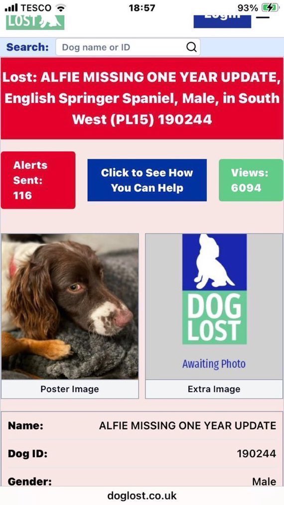 LisaClareRead2's tweet image. Please RT #stolendoghour 🙏Alfie’s been missing nearly 2 years now 💔😢
Missing since 3rd February 2024 from his home in Bowithick, Davidstow, North Cornwall, #PL15 
Have you seen him? Please help get him home 🏠 
⬇️ ⬇️ 

doglost.co.uk/dog/190244
#SpringerSpaniel #SpanielHour