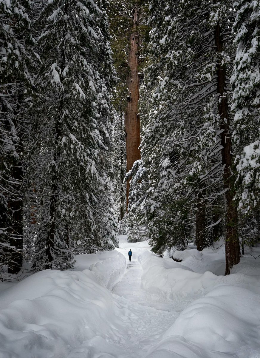 Sequoia National Park ❄️🌲🌨️ #winter