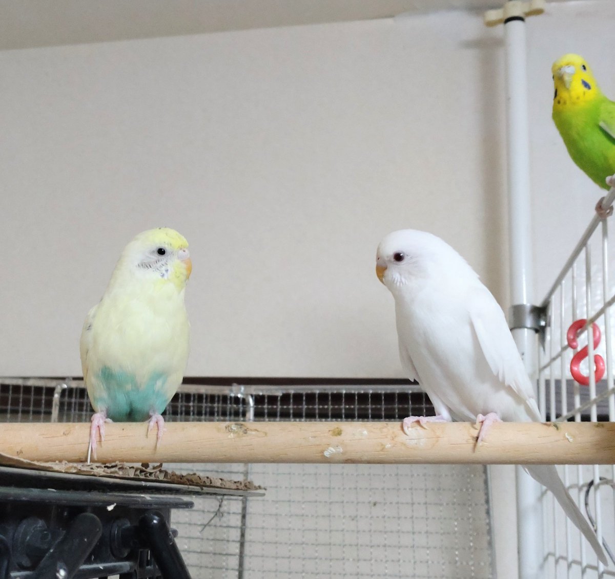 しゃにのすけ (@ojDu9ByMPjrJ4HH) / Posts / X