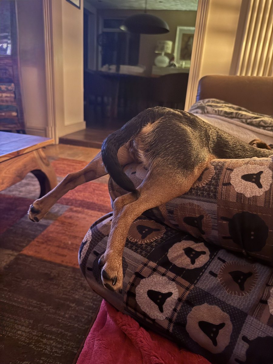 Arnbeg's tweet image. Rita has been sleeping like this for the last 20 minutes 

She’s officially a weirdo 😂

#arnbegfarmstayscotland #jackrussell