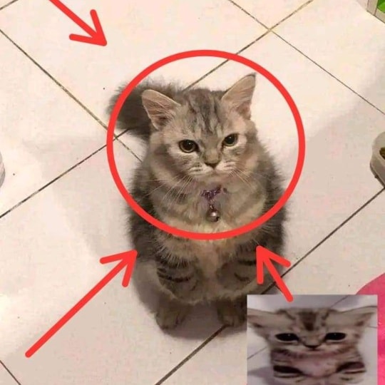 Punch Cat tweet media