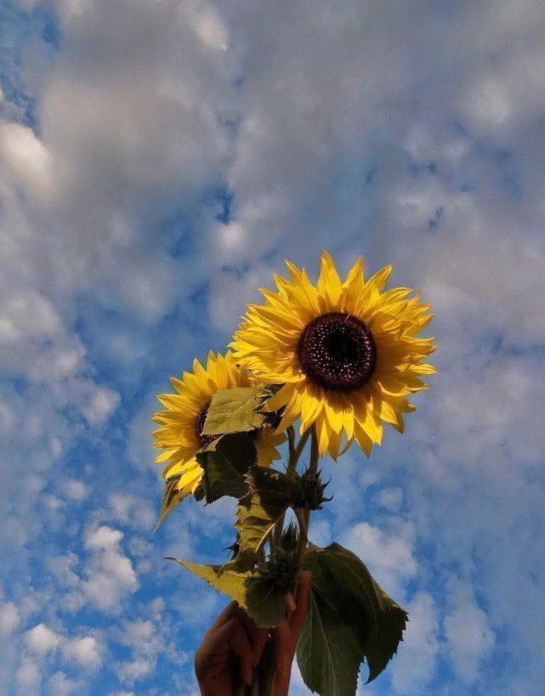 sunflower.🌻🤍 tweet media