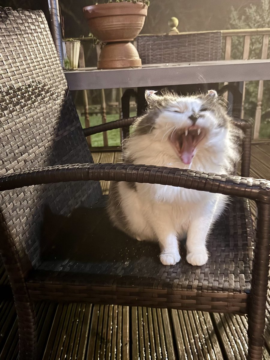 SpanielsSuper's tweet image. I’ve popped outside to “use the facilities “ 
I’m getting confident enough to sit on the furniture outside my room &amp;amp; reflect on the changes I have made in the last week #InsideCat 
But I’m a bit tired ……. So I’m off inside to bed 
#NightNightEveryone 

#MarthasNewLife