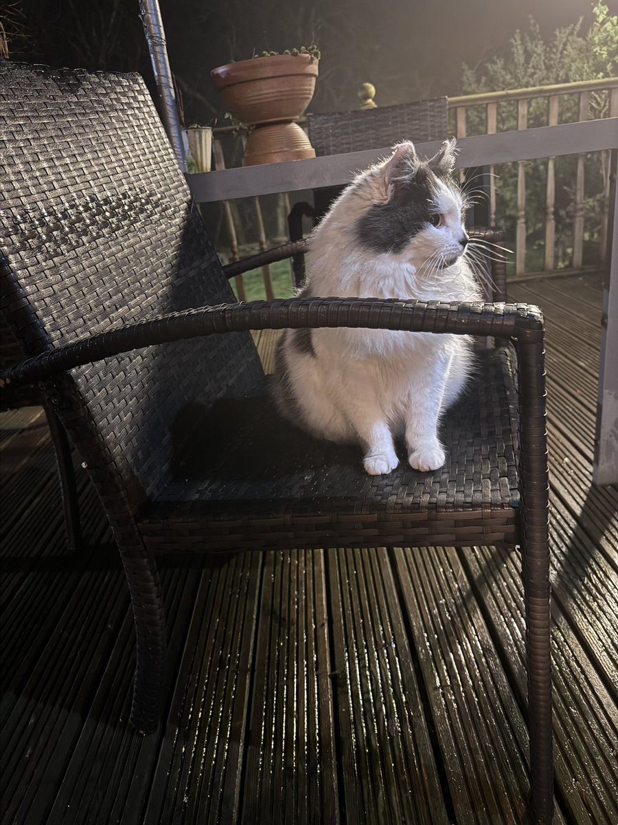 SpanielsSuper's tweet image. I’ve popped outside to “use the facilities “ 
I’m getting confident enough to sit on the furniture outside my room &amp;amp; reflect on the changes I have made in the last week #InsideCat 
But I’m a bit tired ……. So I’m off inside to bed 
#NightNightEveryone 

#MarthasNewLife