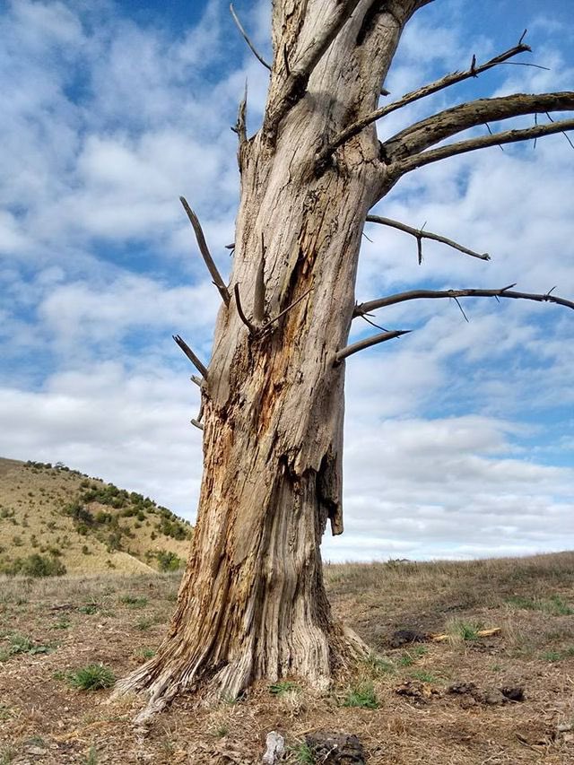 Andy Reid coaching tree