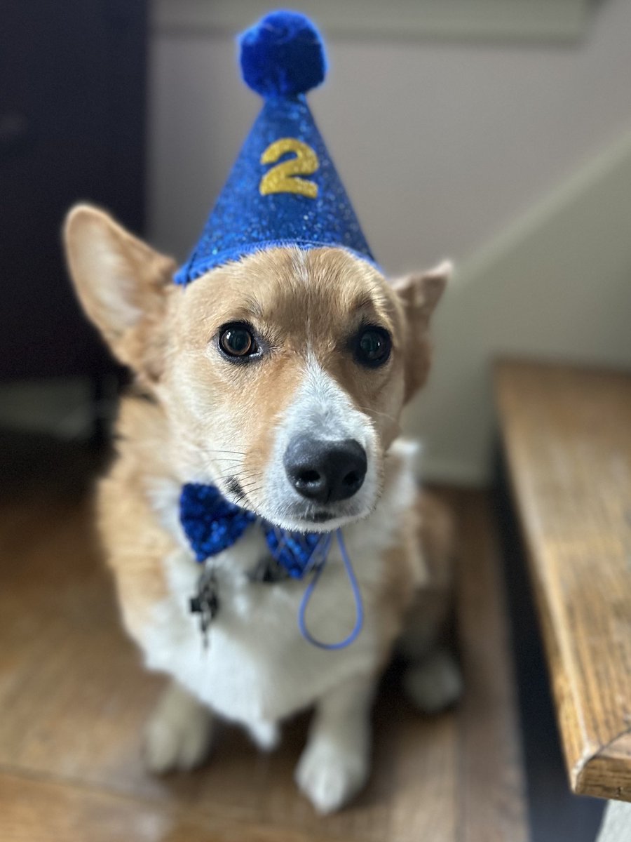 Odber1's tweet photo. Wellington Edwin Smith is 2 years old #Corgi https://t.co/qefU4DDRgb