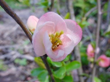 realTSHKFRT's tweet image. おはようございます

2月2日(月)

何の日
情報セキュリティの日
国際航空業務再開の日
交番設置記念日
バスガールの日*
ツインテールの日
夫婦の日

誕生花・花言葉
ボケ　一目惚れ

*1920年のこの日
東京市街自動車の乗合バスに
日本初の女性車掌(バスガール)が
お目見えした

良い一日を！

ボケ