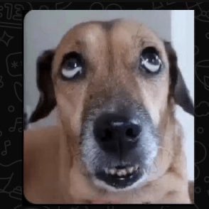 umANSIOS0's tweet image. eu sou literalmente eles