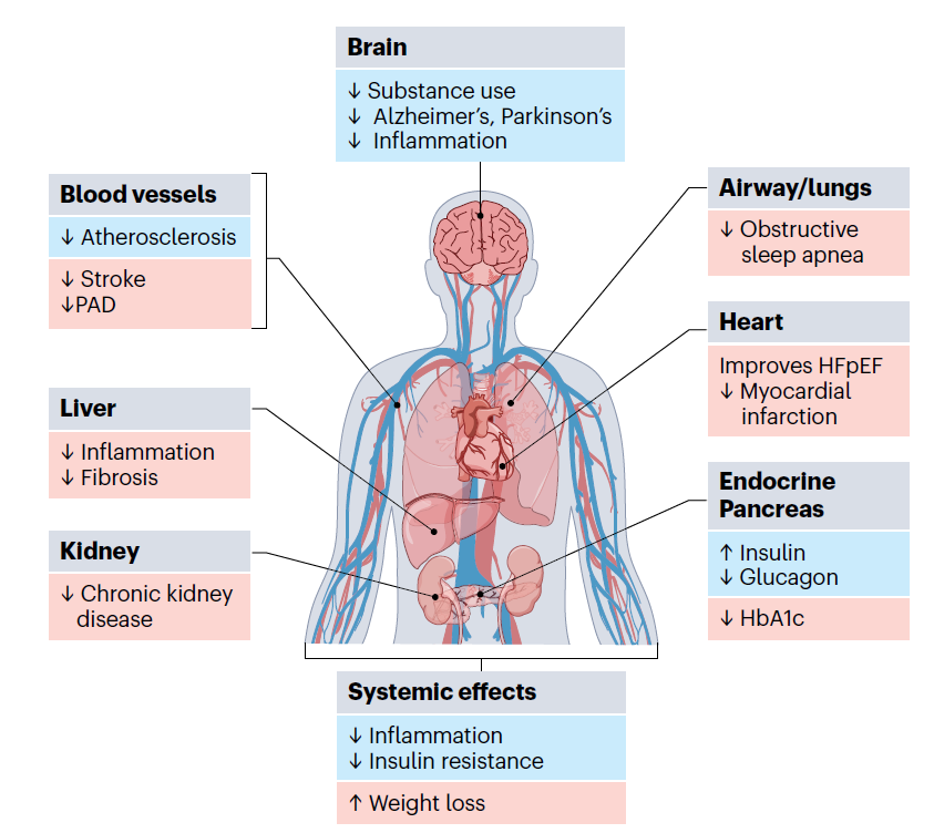 GLP‑1 medicines act on pancreas, brain, heart, liver, kidney, vessels and adipose tissue, lowering events from HFpEF to PAD, CKD, OSA and potentially substance use and neurodegeneration. 
nature.com/articles/s4159…