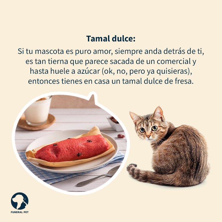 funeralpetmx's tweet photo. Si te tocaron los tamales tómalo con humor y descubre de qué sabor sería tu mascota. 🐱🐶🤣

#tamales #candelaria #mascotas #personalidades https://t.co/XWR6U8uMpd