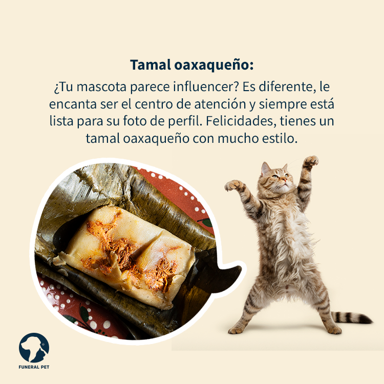 funeralpetmx's tweet photo. Si te tocaron los tamales tómalo con humor y descubre de qué sabor sería tu mascota. 🐱🐶🤣

#tamales #candelaria #mascotas #personalidades https://t.co/XWR6U8uMpd