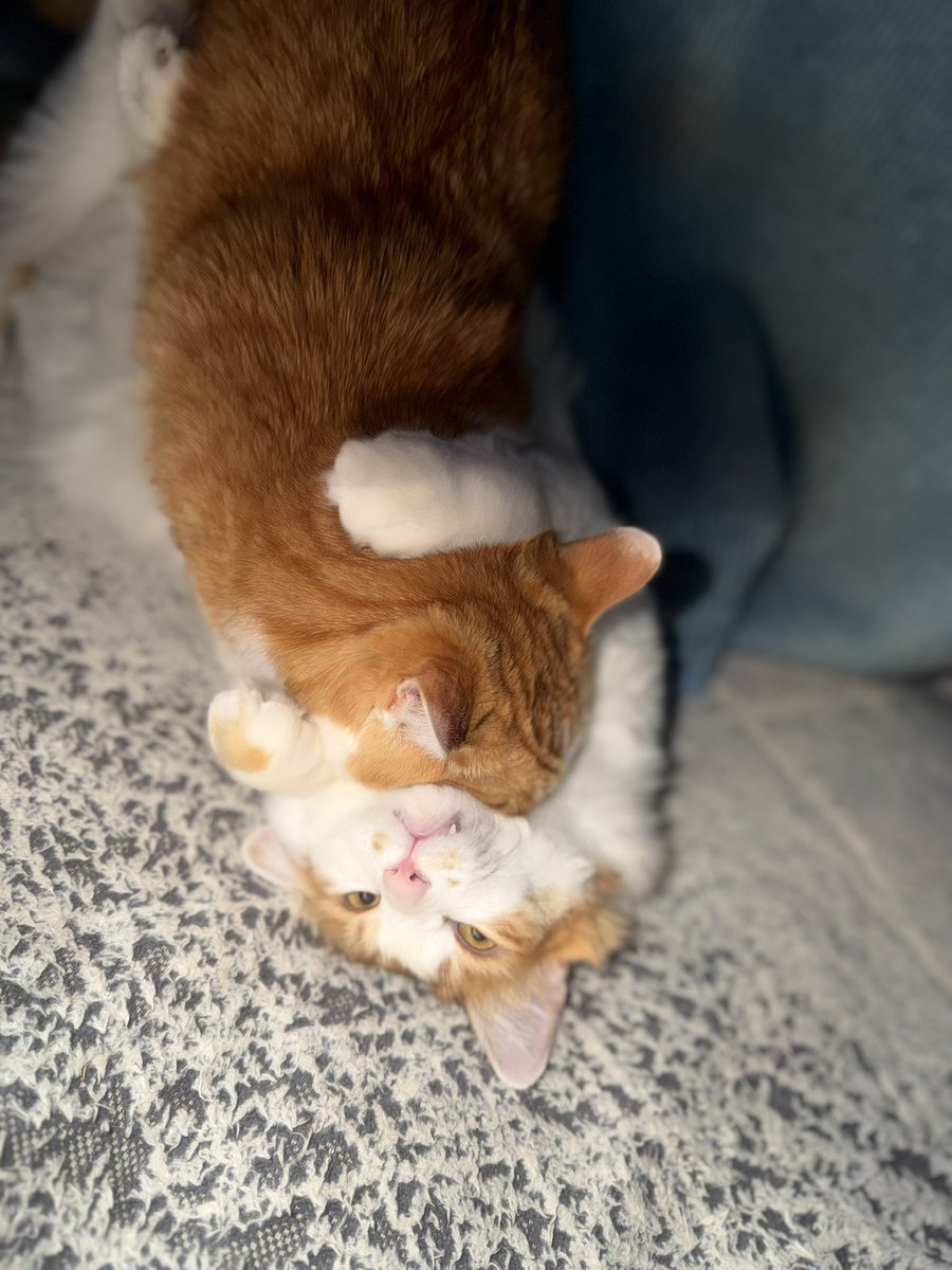 弟またノドを噛まれる！！