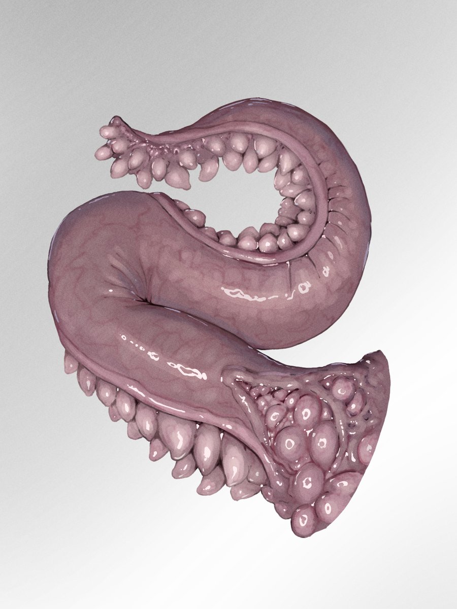 🦑🦑触手再掲🐙🐙
数多すぎるのでpixivにも見に来ておくれ🪱🪱🪱
https://t.co/rcnYLR5aJb 