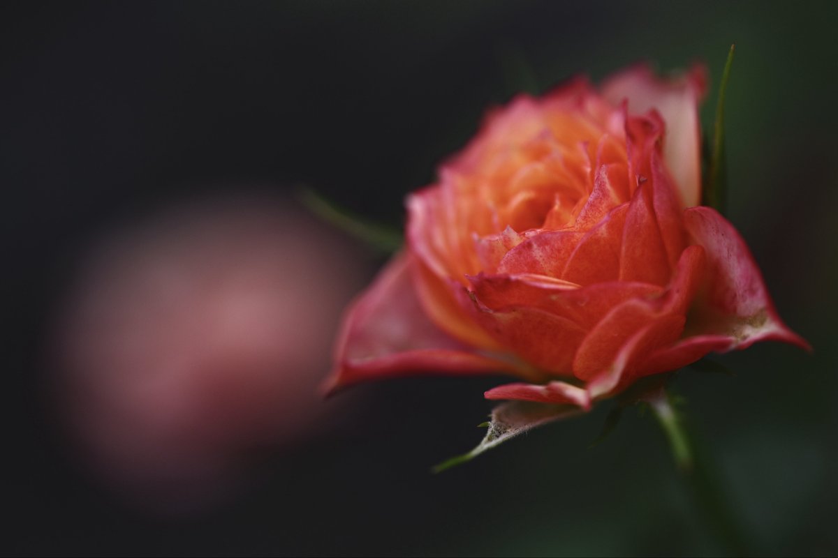 kazumi (@zf1118kazumi) / Posts / X