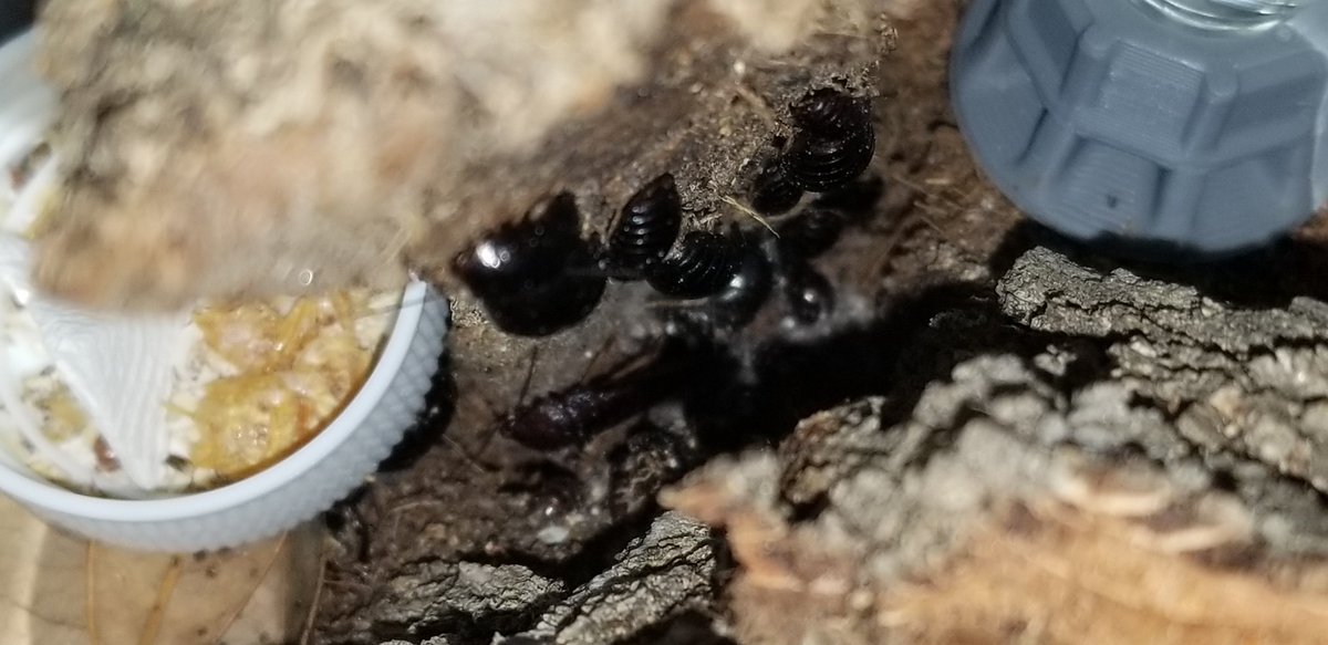 CockroachesRUs's tweet photo. Very small colony of Perisphaerus punctatus Macao chilling out.
#CRUcrew #Cockroaches #Insects #Arthropod https://t.co/S048qRgPPx