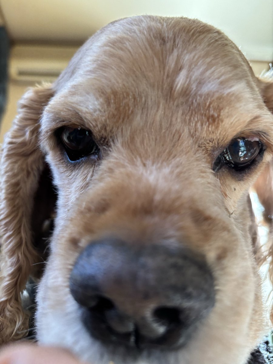 ZZy(じーじい) tweet media