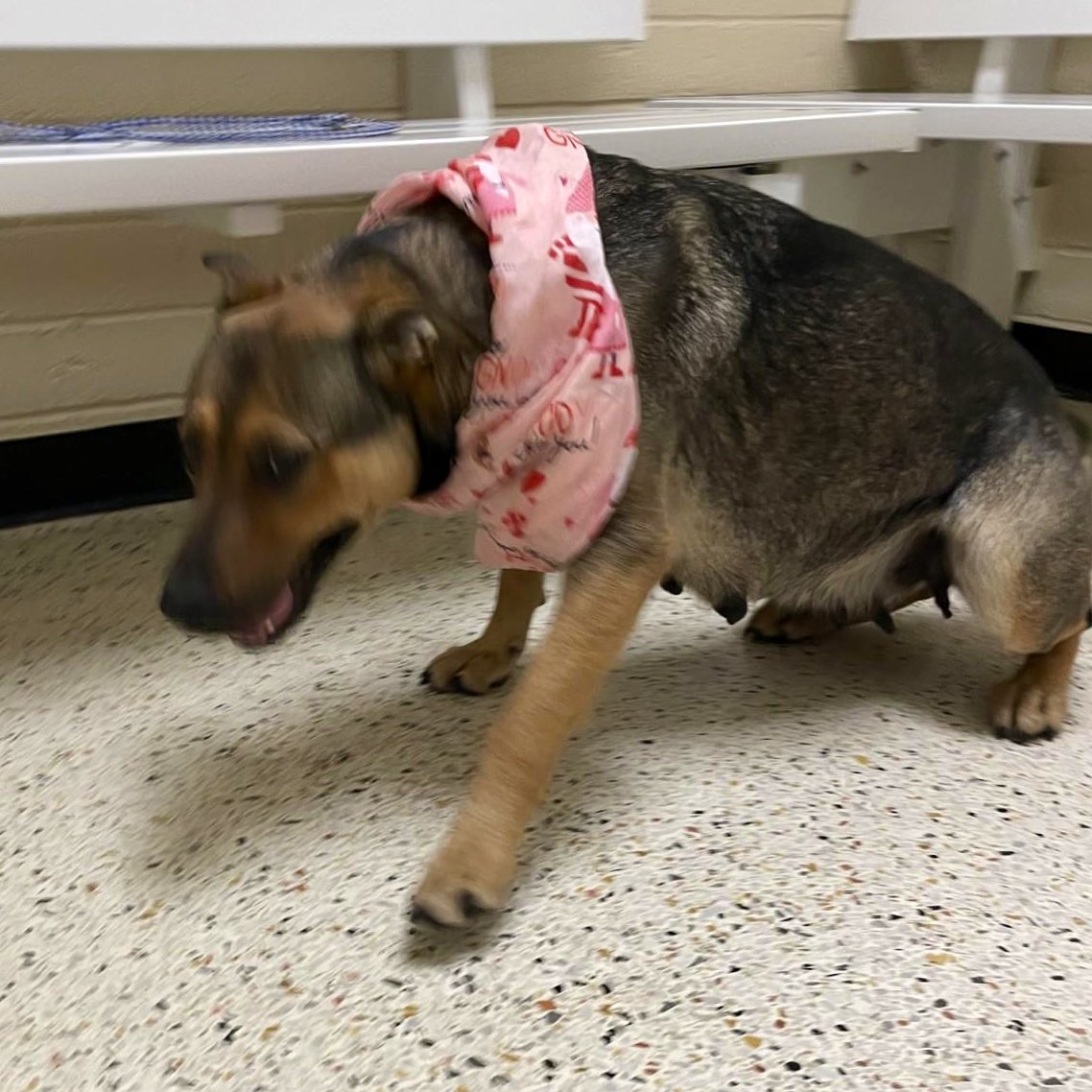☎️ Poor 🐶 MYRTLE 🌸 is invisible! 😔 She is in Rocky Mount, North Carolina w/hastily taken photos that won’t help her much to get adopted!! That is not her fault… She counts on us to share her post and give her a chance to make it out alive 🙏🏽🏡 Can you foster? 📧