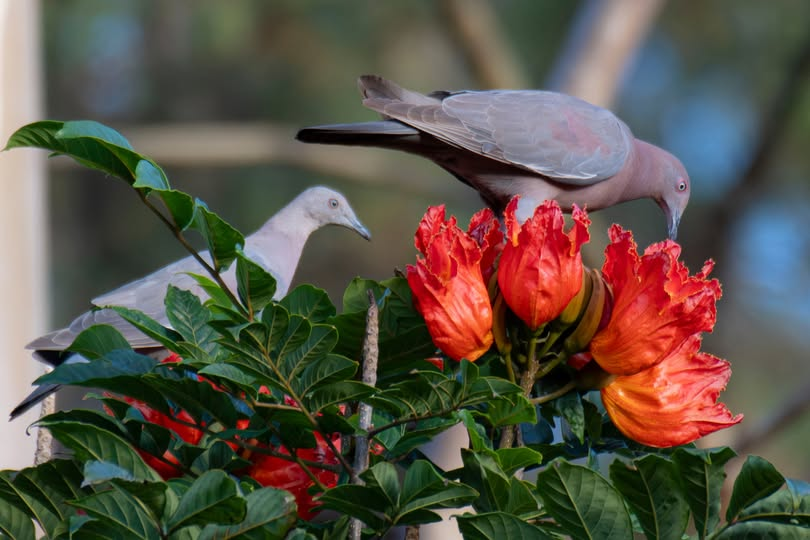 Paloma ceniza (Pataiogenas inornata, cenizas) Foto Rosalina Perdomo M.