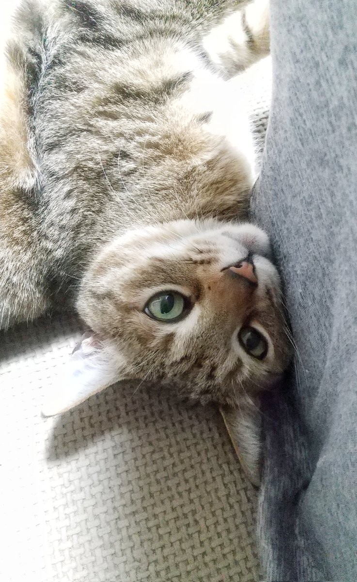 朝からテンション高め猫😸