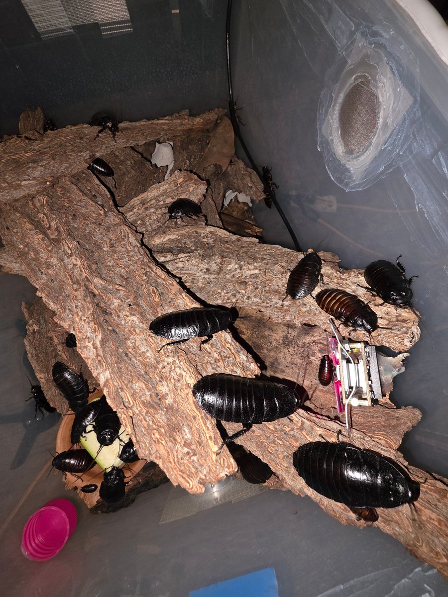 CockroachesRUs's tweet photo. Colony of Princisia vanwaerebeki out and about.
#CRUcrew #Cockroaches #Insects #Arthropod https://t.co/exnBYuJP6Q
