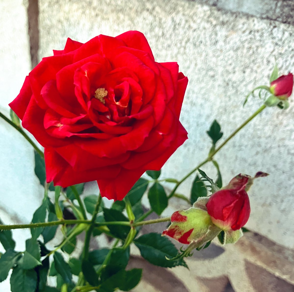 おはようございます
赤い薔薇がコンクリートの壁沿いに咲いていました
つぼみは二つ　一つはもう咲くのかな
もう一つは意気が良くはみ出しそうです
2月の月曜日赤い薔薇にエールをもらい
ゆっくりスタートしたいと思います

#キリトリノセカイ 
#TLを花で一杯にしよう