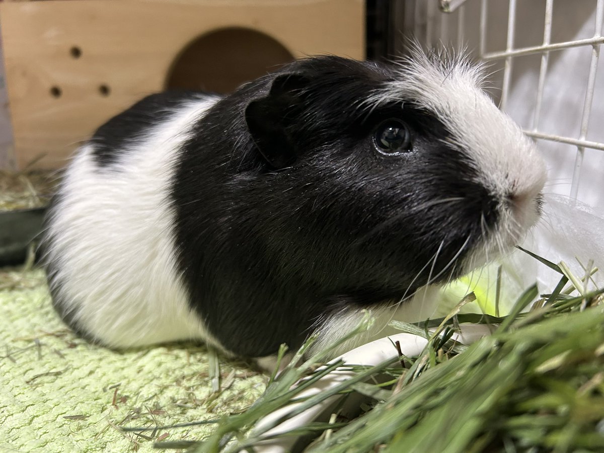 morupanda's tweet image. おはもる🍴