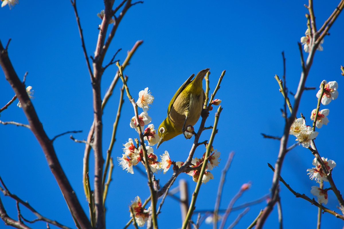 青空とウメジロー2026

#梅 #メジロ #photography #写真好きな人と繋がりたい #キリトリセカイ