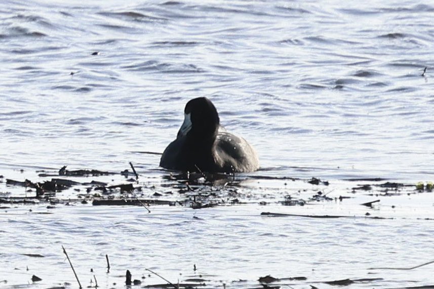 Cian Cardiff tweet media