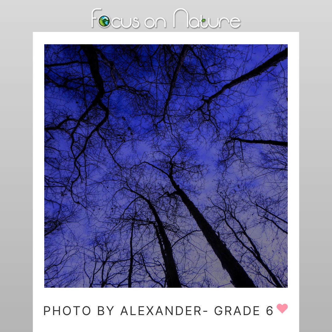 focusonnatureca's tweet photo. Sometimes students get REALLY creative with the editing process! 🎨💻📸🌱
Definitely not a #nofilter moment 🤣
#focusonnature #nonprofitorganization #nonprofit
#naturephotography #nature #photography
#outdooreducation #naturebasedlearning #outdoors
#education #learnwithus
#connectingchildrentophotography
#connecttophotography #natureallaroundus
#naturelovers #connectwithus #natureforeveryone
#nature4all #welovenature #photographylovers #art
#talent #grow #StudentCreativity
#editingprocess #photographyfilters #playingwithfilters #getcreative #filterfun