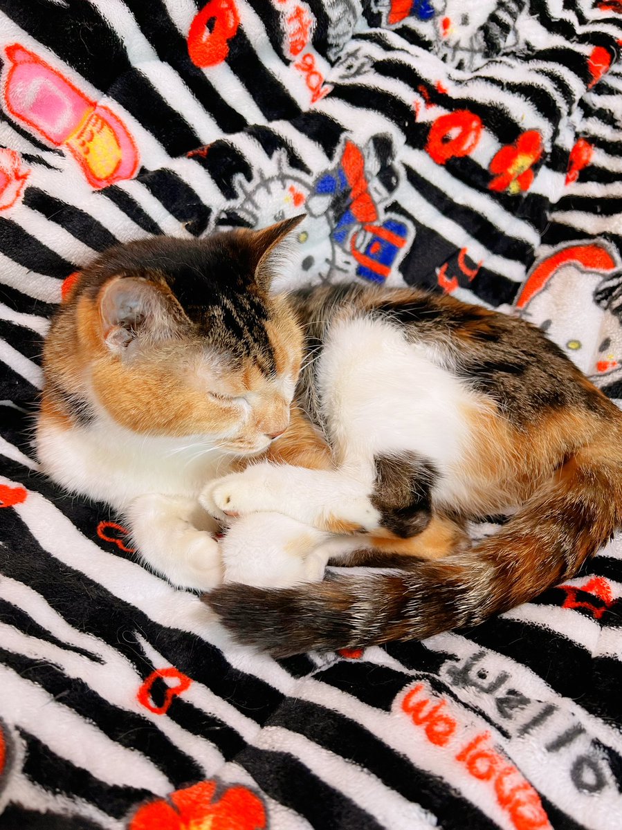 Post by あめちゃん🐱 on X: 🐱