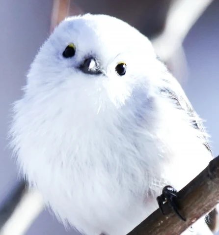 似てるって言われた^_^

今日もみんな行ってらっしゃい‼️
配信ありがとー‼️