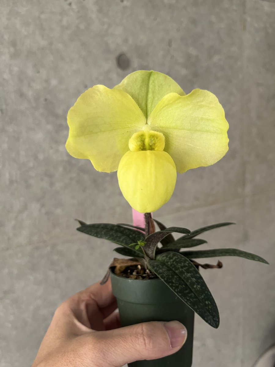 株の割に大きな花が咲くイエローバタフライ。今年もひらひらな感じで開花。咲きたてのグリーン味ある黄色がかわいい。いつかビシッと咲いてくれたらそれはそれで嬉しい

Paph. Yellow Butterfly
( armeniacum×Psyche )