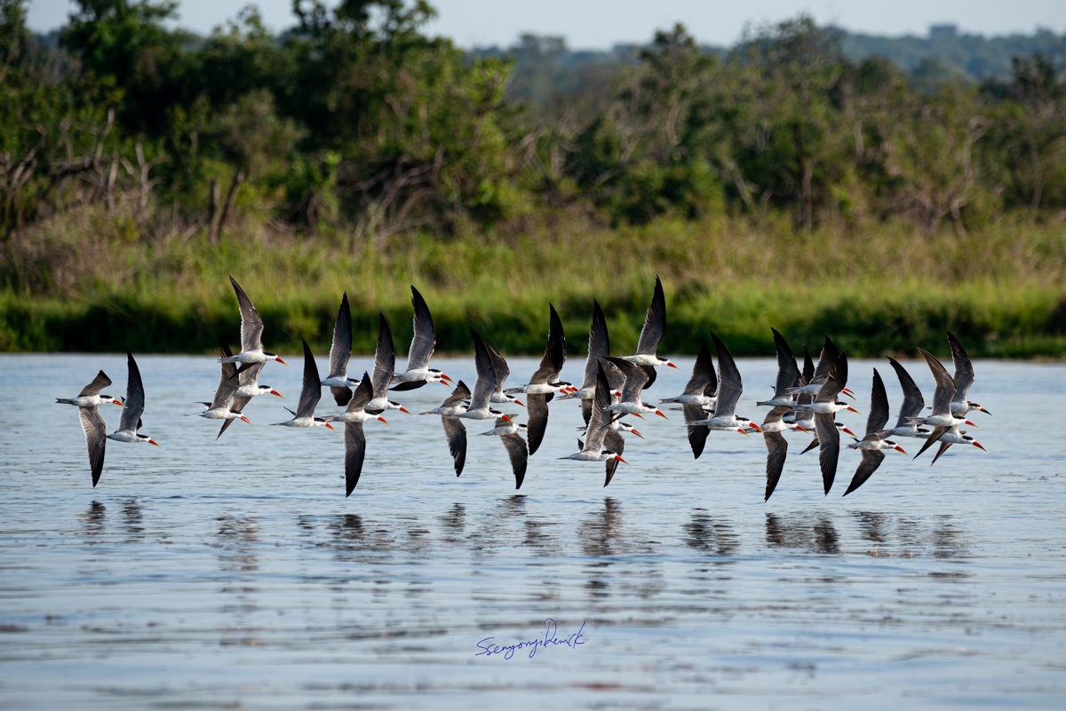 𝗗𝗘𝗥𝗥𝗜𝗖𝗞 𝗦𝗦𝗘𝗡𝗬𝗢𝗡𝗬𝗜 tweet media