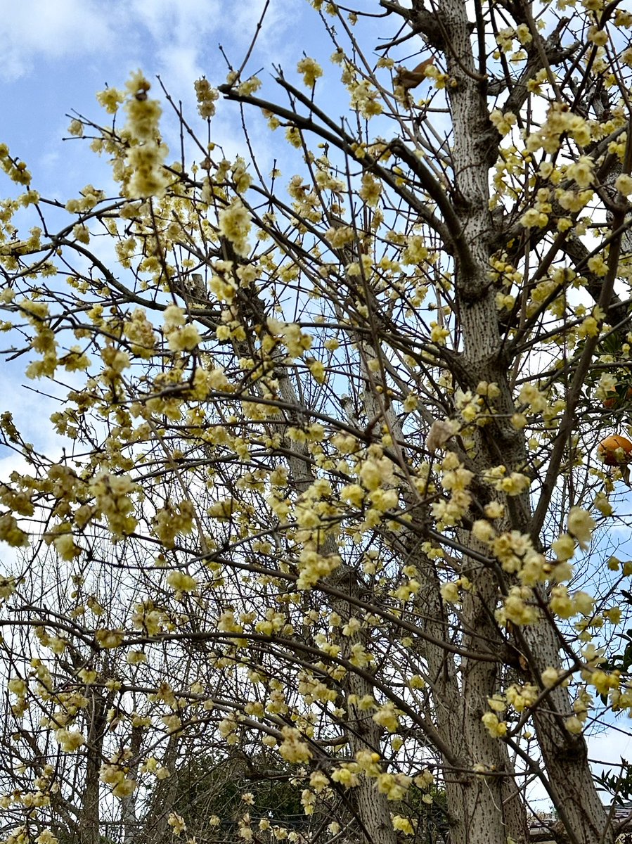 Cloudsailor / 星羅の一日一花 (@sjyszm) / Posts / X