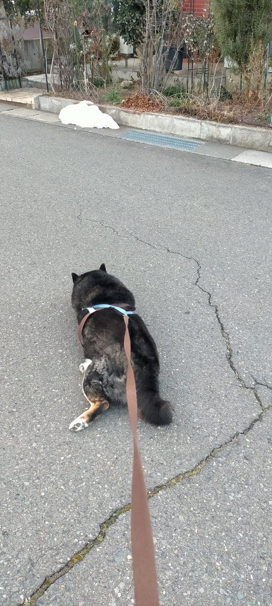 まめたろう (@mamemamemakmaki) / Posts / X