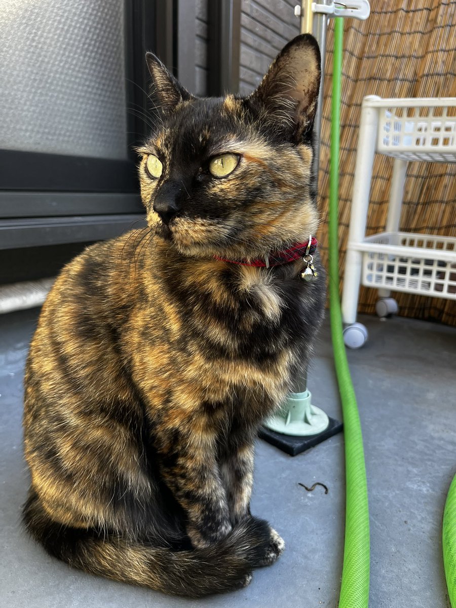 #サビ猫 🐈‍⬛『らん』
×
#交番設置記念日
🗓️2月2日

🐈‍⬛「交番👮に、こんな可愛い🩷アタチがいたら嬉しくニャいかな？
（キリッとしてみたアタチ）

みんニャの安心・安全を守るニャ🐾🌸」

#猫のいる暮らし
#猫のいる幸せ