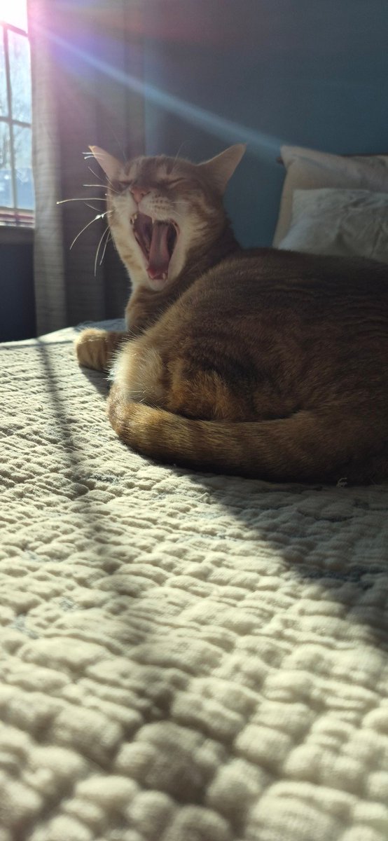 Yawning after a nap.