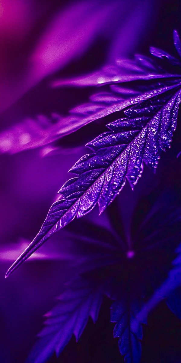chaseisblazed's tweet image. 💜😈🧞

#cannabis
#hemp
#cbd
#thc
#thca
#weed