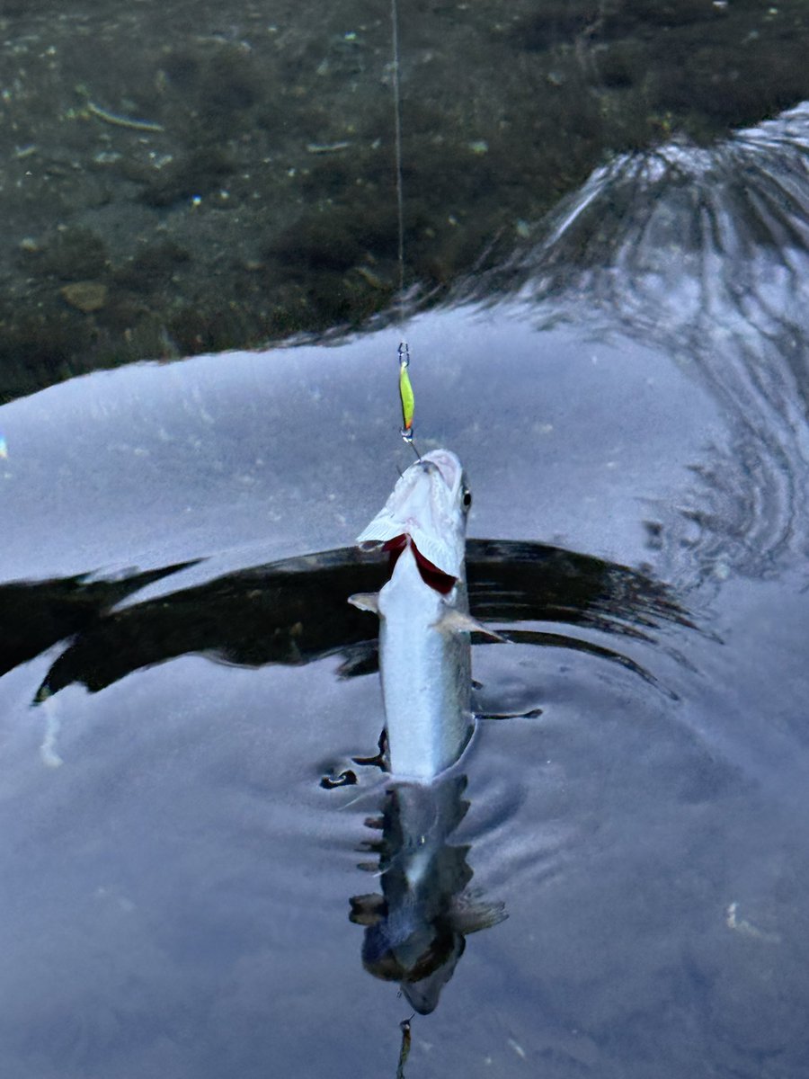 トトロ🍃 (@TOTORO_JZX100) / Posts / X