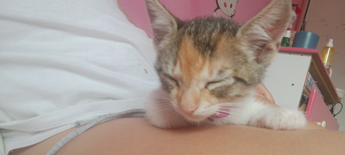 paz ഒ*.゚trastornada legal tweet media